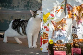 Cat rubbing her face on bags of food