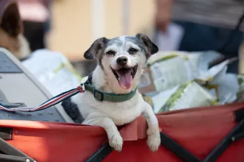 Pets For Life, dog Happy dog in a wagon