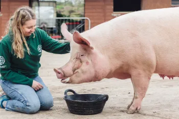 A Humane World for Animals staffer kneeling down next to a rescued pig.
