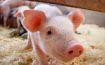 A pig stares into the camera
