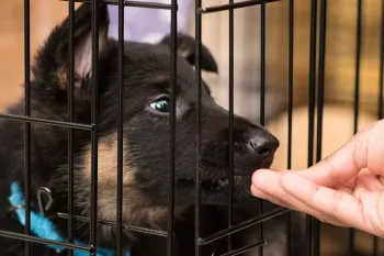 Positive reinforcement will help you crate train your dog