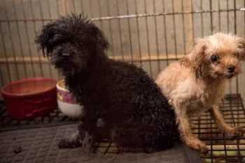 Two puppy mill dogs in a cage before being rescued