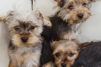 Yorkie dogs in a puppy mill