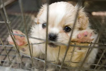 puppy mill rescue puppy