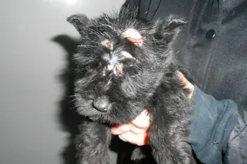 Puppy with head injury 