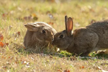 wild rabbits