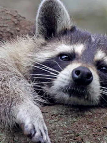 Raccoon lounging in a tree