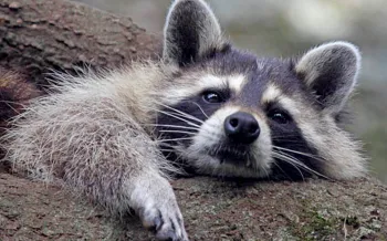 Raccoon lounging in a tree