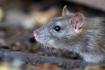The best way to get rid of rats is by making your home less attractive to them