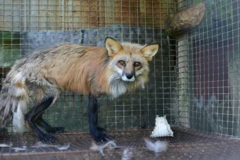 Red fox on fur farm