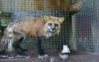 Red fox on fur farm