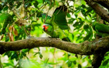 Wildlife release - parrots rescued from the pet trade being released back into the wild by Humane World for Animals Costa Rica and partner group ARCAS Rescue Center in Guatemala, June 2025