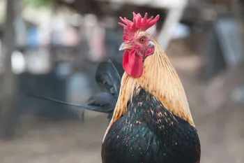 Rooster rescued from a suspected cockfighting crime ring