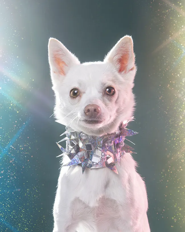 Dog styled and posed for a photoshoot