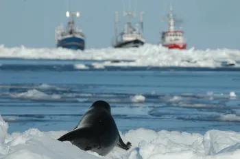Seal hunt Young harp seal facing sealing vessels as Canada's seal hunt approaches.
