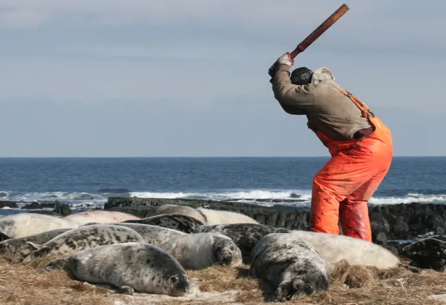 Person about to swing club at seals laying on a beach.