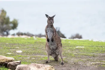 A kangaroo eats leaves in a grassy area near the ocean on Kangaroo Island.