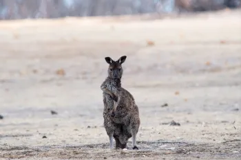 Animals impacted by the Australia wildfires in 2020