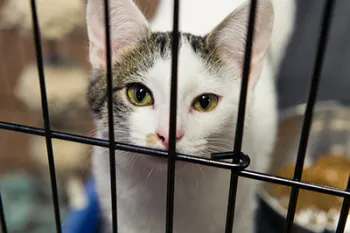 Portrait of a cat at an adoption center