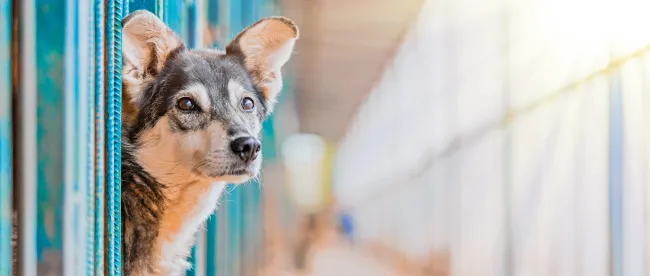 A dog is one of the most common animals in shelters looking for help