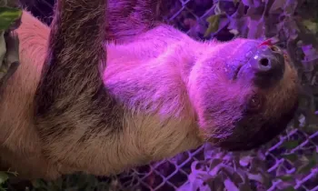 Two sloths fighting in the presence of customers who purchased an encounter with sloths. One sloth suffered from a wound under his chin.