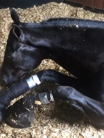 Horse suffering from soring