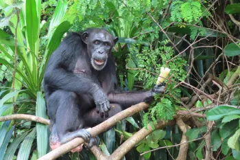 Springroll at Second Chance Chimpanzee Refuge
