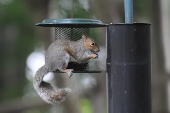 Squirrel eating from a bird feeder