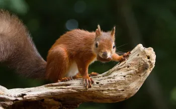 Brown squirrel with a nut in its mouth, standing on a tree limb