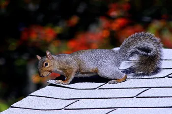Squirrel on the roof Squirrel on the roof