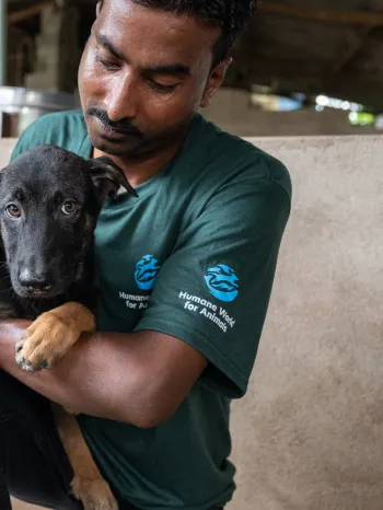 Staff interact with dogs affected by the dog meat trade