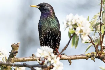 There are many solutions for humanely removing starlings, a bird that is invasive in the US