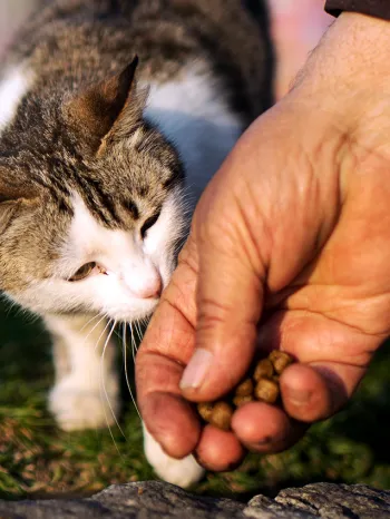 If you found a stray dog or cat, you might earn its trust with treats