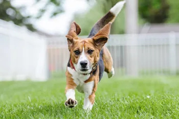 Teddy the beagle running