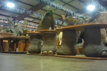 Trophy hunted parts of animals