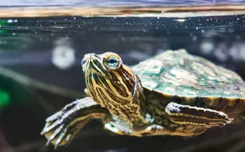 Pet turtle in a home aquarium