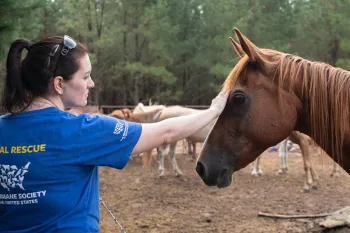 ART Jess and Texas Horses Animal Rescue Team's Jessica Johnson with horses from a rescue in Texas