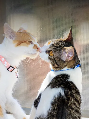 Vehicle Donatoin - step 4