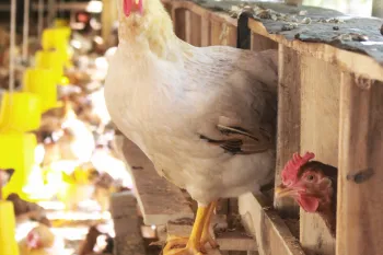 A hen at a Viet Name farm perches outside a box.