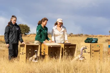 Three people release two Cape vultures from wooden crates back into their natural habitat in South Africa