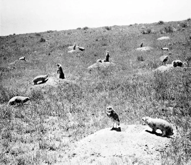 Numerous prairie dogs stand outside their burrows with several burrowing owls on the Colorado prairie in 1893.