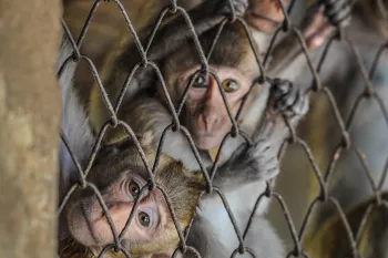 Caged monkeys