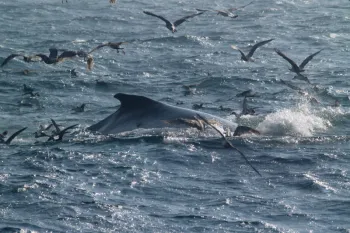Fin whale with seagulls