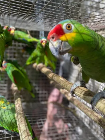 Parrots rescued from the wildlife trade