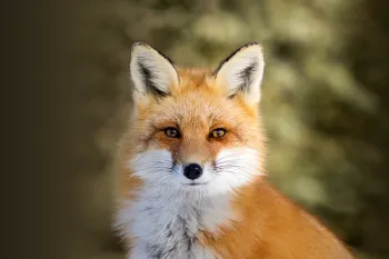 Portrait of a wild red fox