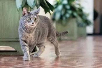 President Biden's cat Willow explores the White House