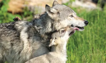 Young wolf licking his mom