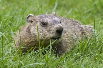 Woodchuck in the grass