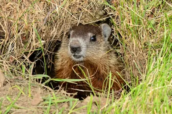 Baby woodchuck peeking out of den