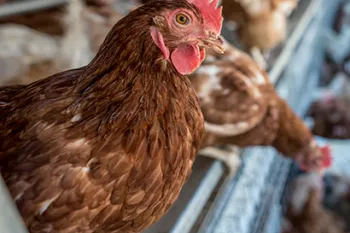 Chicken perched in a cage free facility.